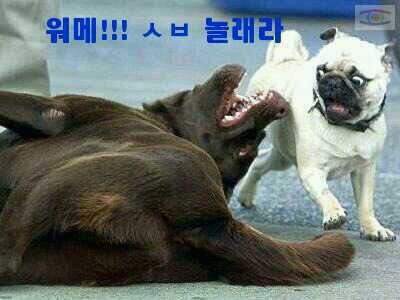 보고 이미지