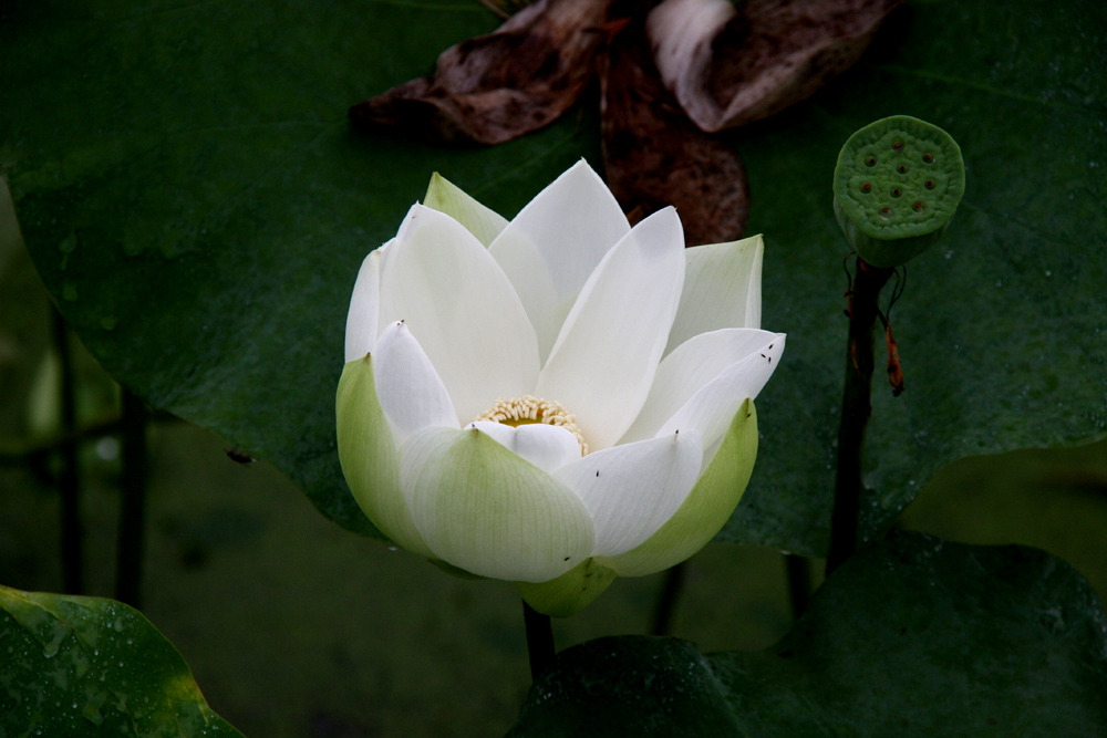 조경당 이미지