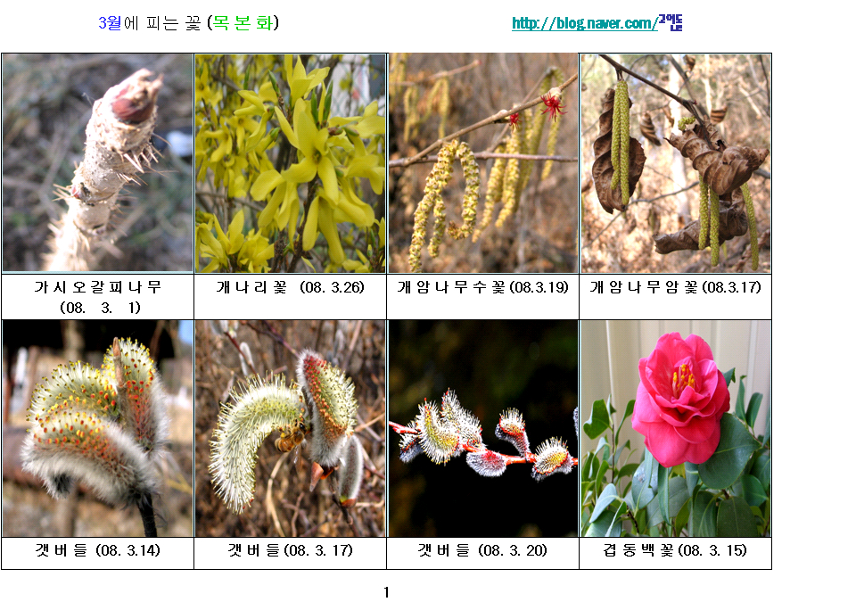 수목화 이미지