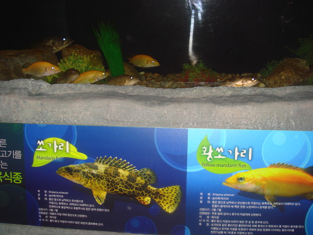 평창고기 이미지