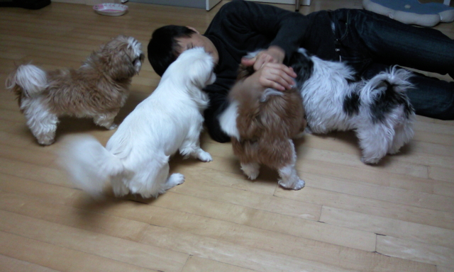 털뭉치 이미지