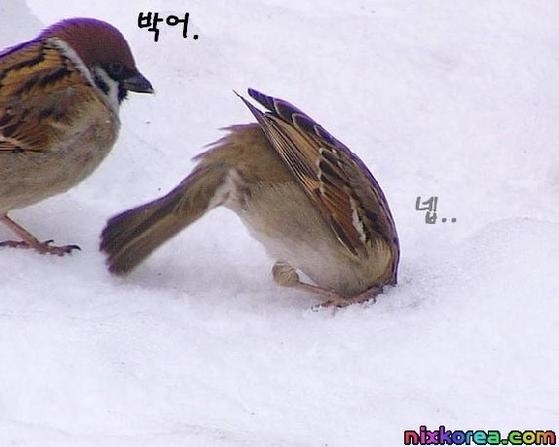 복*서 이미지