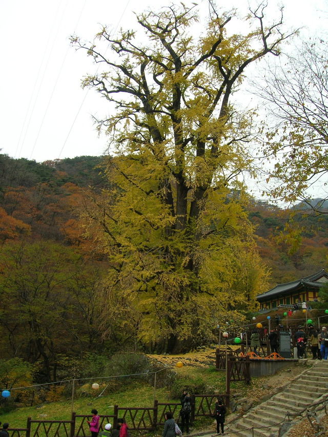 용문산 이미지