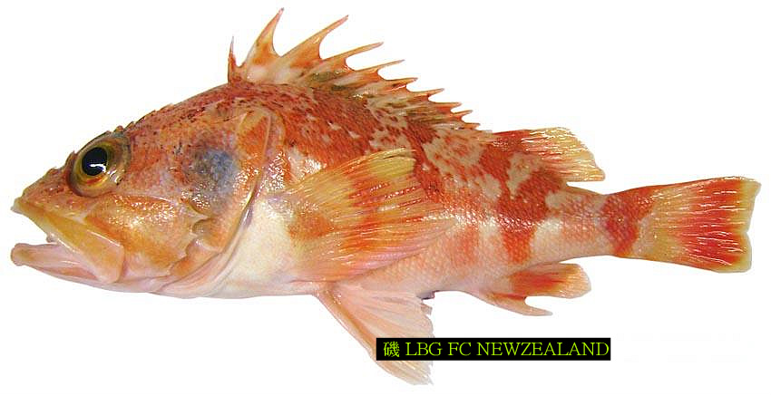 1654534C4D4EA50F045407