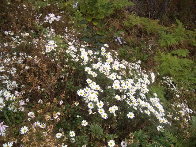 지리산 둘레길 3코스 장항마을에서 길섶 겔러리 까지 / 춤쟁이 - 춤쟁이... 지리산 둘레길 3코스 장항마을에서 길섶 겔러리 까지 / 춤쟁이