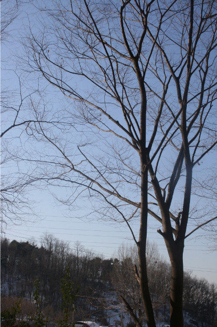 국수나무안산 이미지