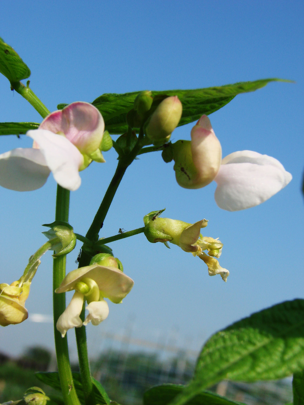 어린왕자의들꽃사랑마을