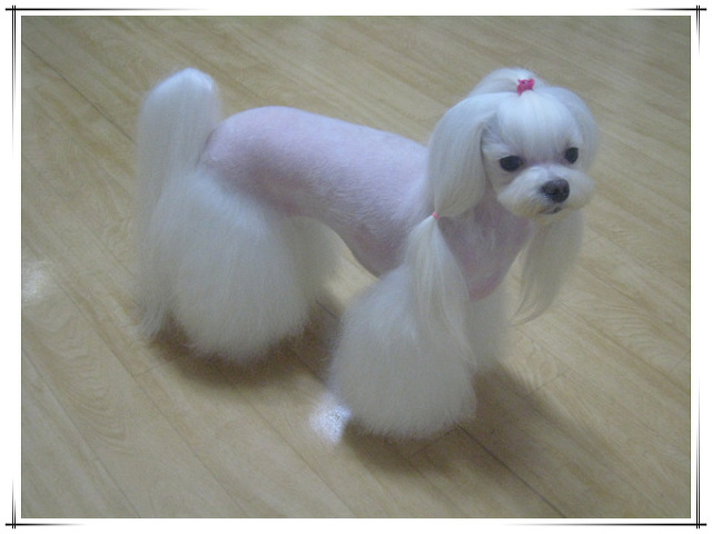 랑이 이미지