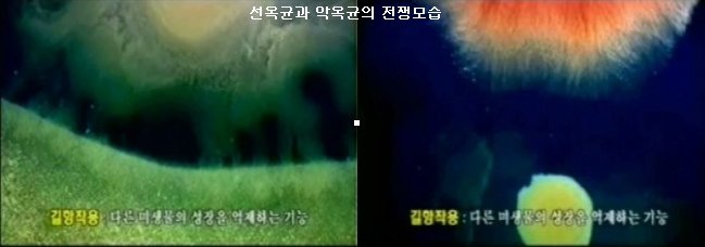 선옥 이미지