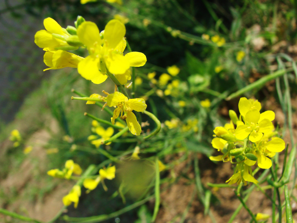어린왕자의들꽃사랑마을