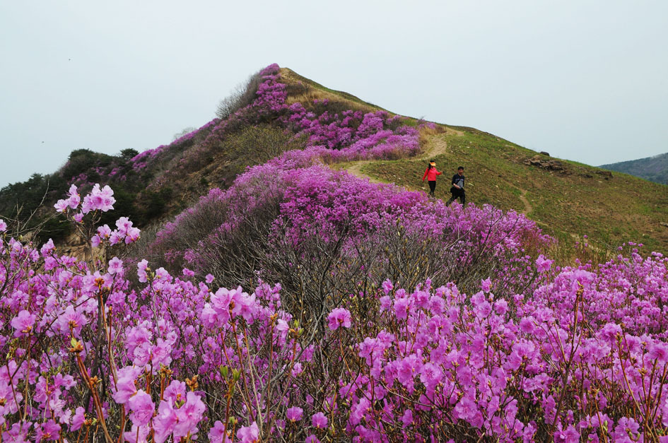 화왕산 이미지