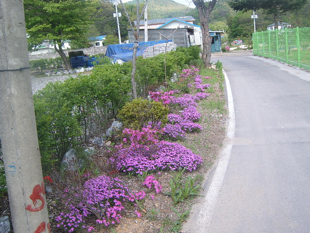 돼지네울타리 이미지