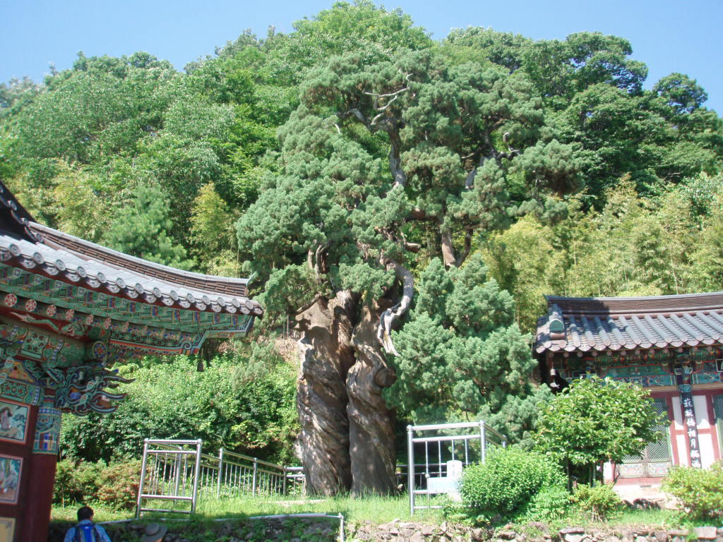 삼족 이미지