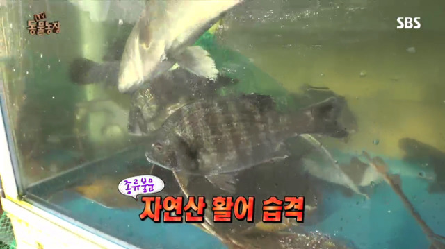 물고기아저씨 이미지