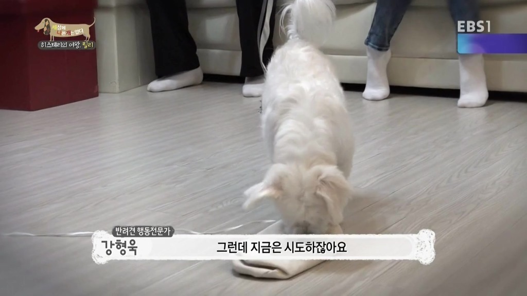 [세상에나쁜개는없다] 가족들에게 짖고 무는 강아지 릴리햏 | 인스티즈