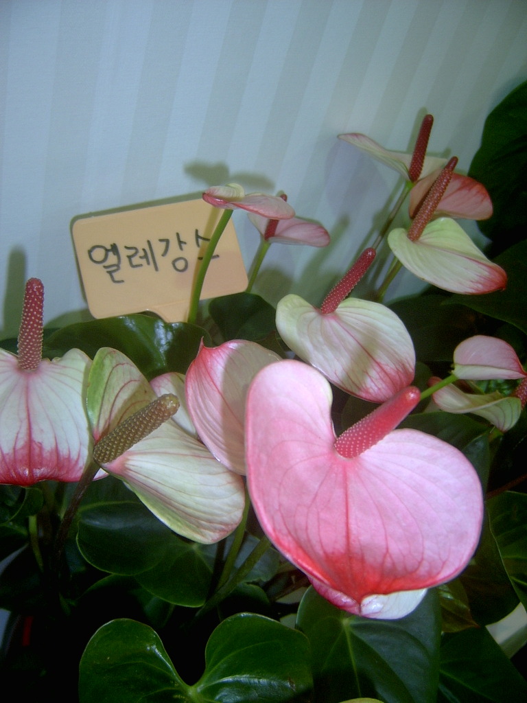 엘리강스 이미지
