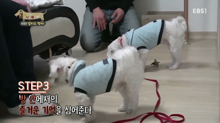 공격적인 반려견이 되는 이유 2부.jp | 인스티즈