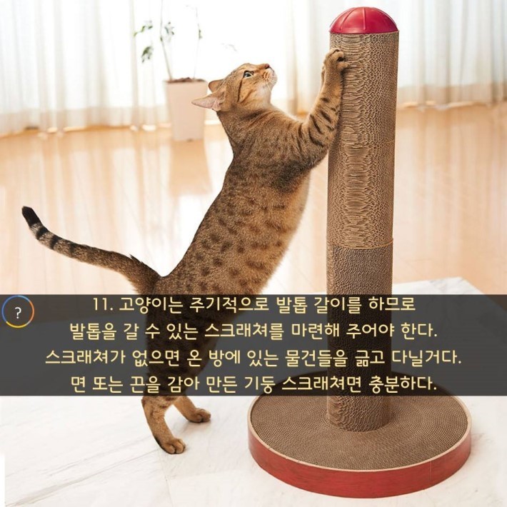 야옹이를 대하는 예의 | 인스티즈