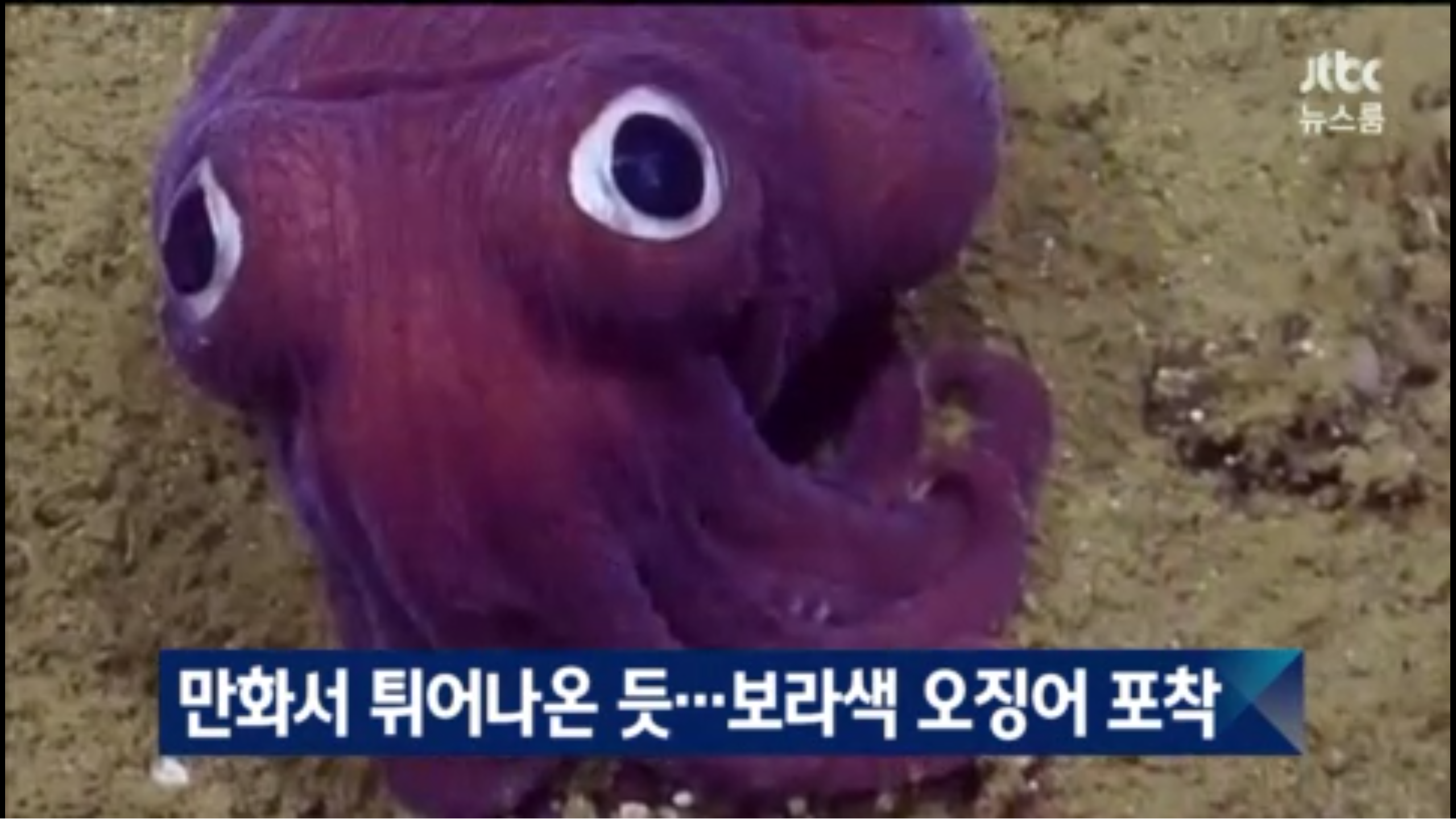 뉴스룸에 락싸인 등장 | 인스티즈