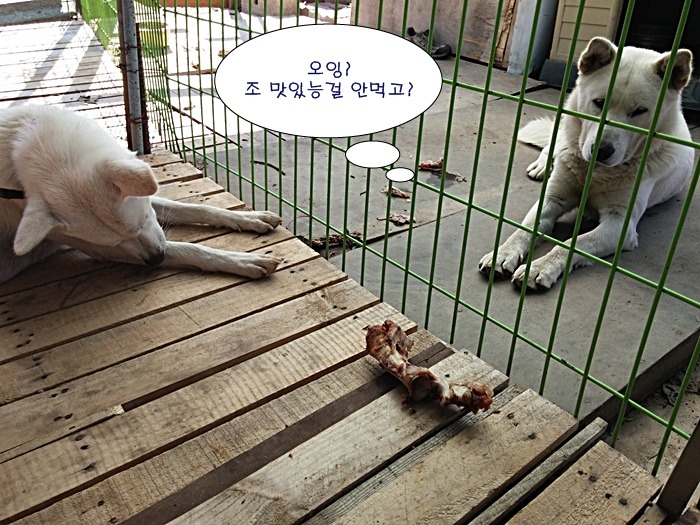 이가 뼈다귀 이미지