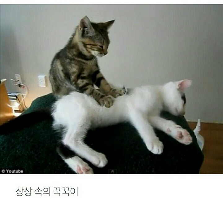 상상 속의 고양이 vs 실제 고양이 | 인스티즈