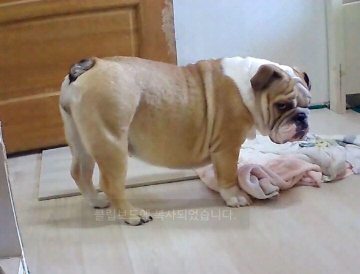 오드리 이미지