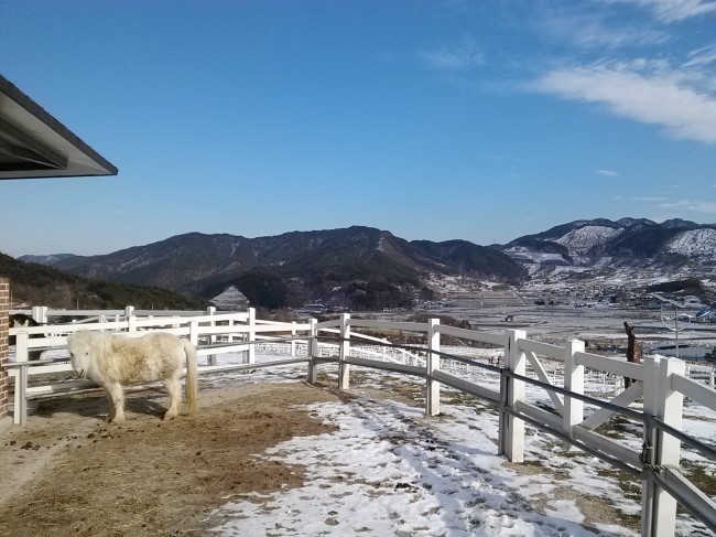 전북 장수군 어느 목장위에 서있는 거대한 트로이 목마의 위엄 | 인스티즈