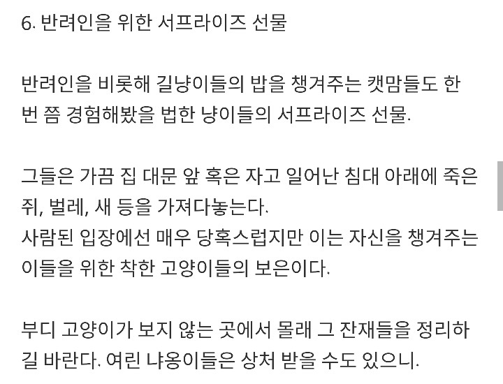 반려묘가 당신을 사랑하고 있다는 9가지 신호 | 인스티즈