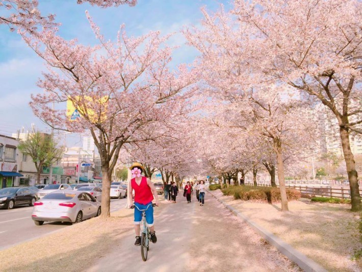 벚꽃에는 역시 원피스 | 인스티즈