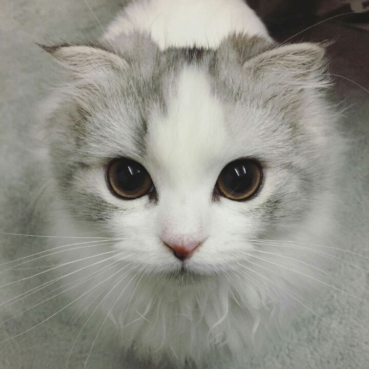 냥덕 입문냥 | 인스티즈