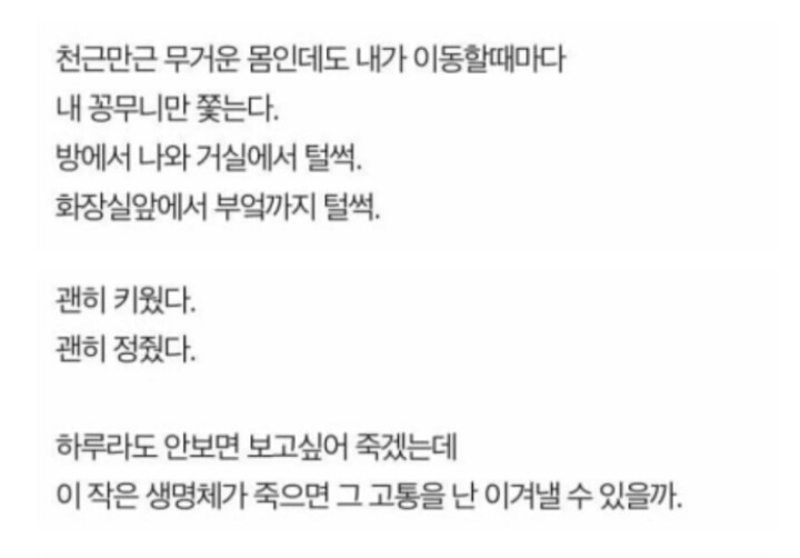 나는 개를 키운것을 후회한다 | 인스티즈
