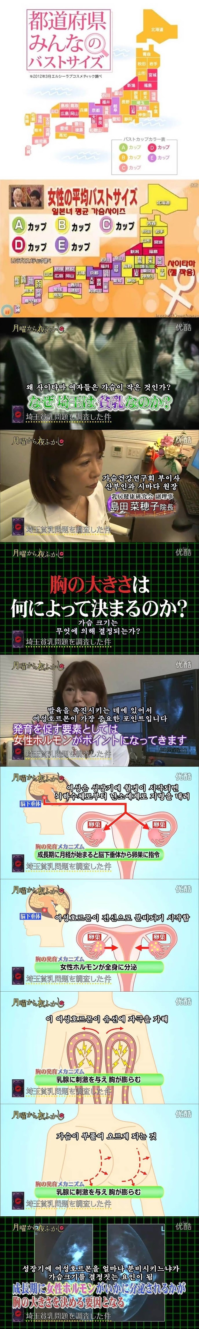 여성 가슴 크기는 무엇에 의해 결정되는가? | 인스티즈