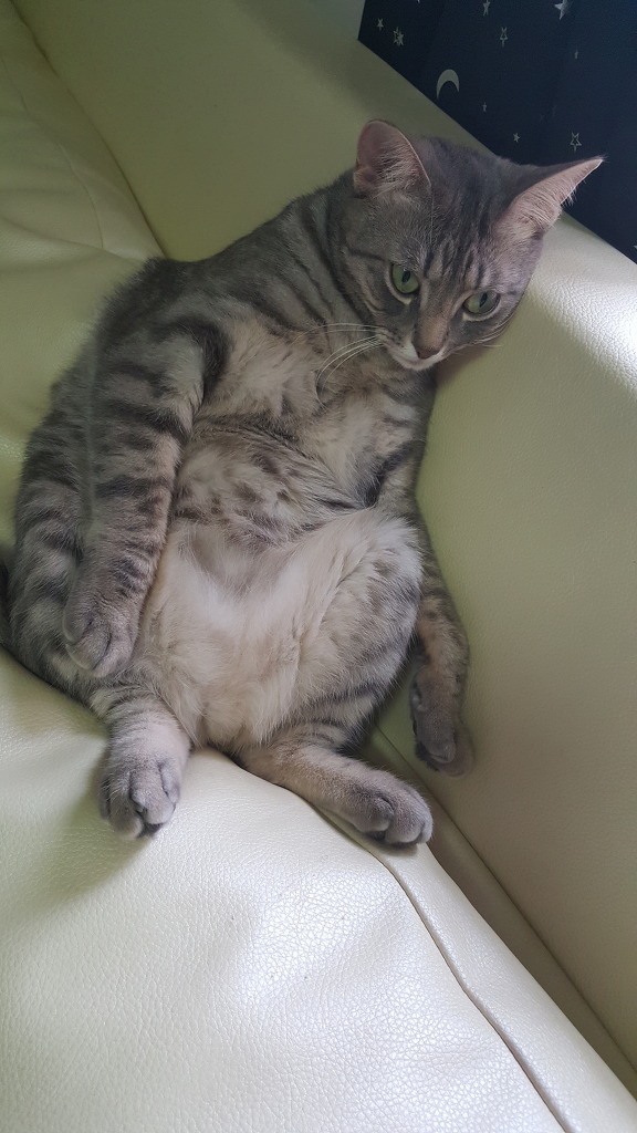 꼴통집 이미지