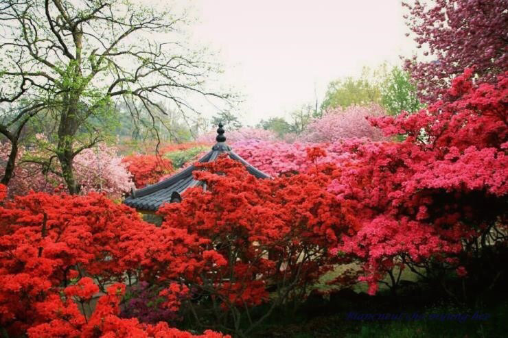 전주 완산공원 꽃동산 - 관광객보다 전주 시민들이 더 많이 가는 곳 | 인스티즈