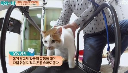 [마리와나] 뚱보냥 호동이 다이어트 시키기 (feat.먼지) | 인스티즈