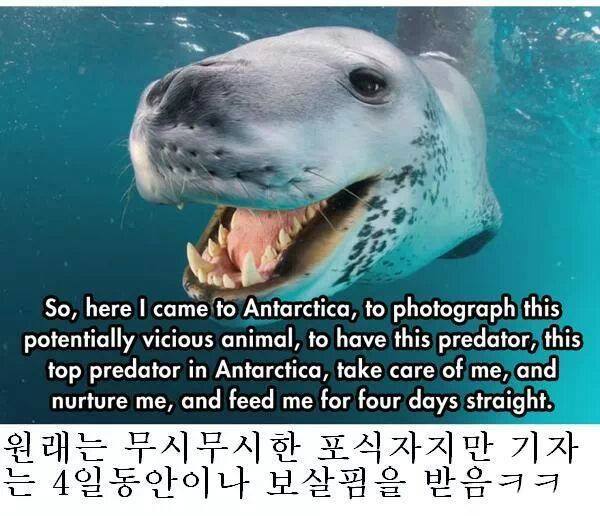 인간을 자기 동족인줄 알았던 바다표범 jpg | 인스티즈