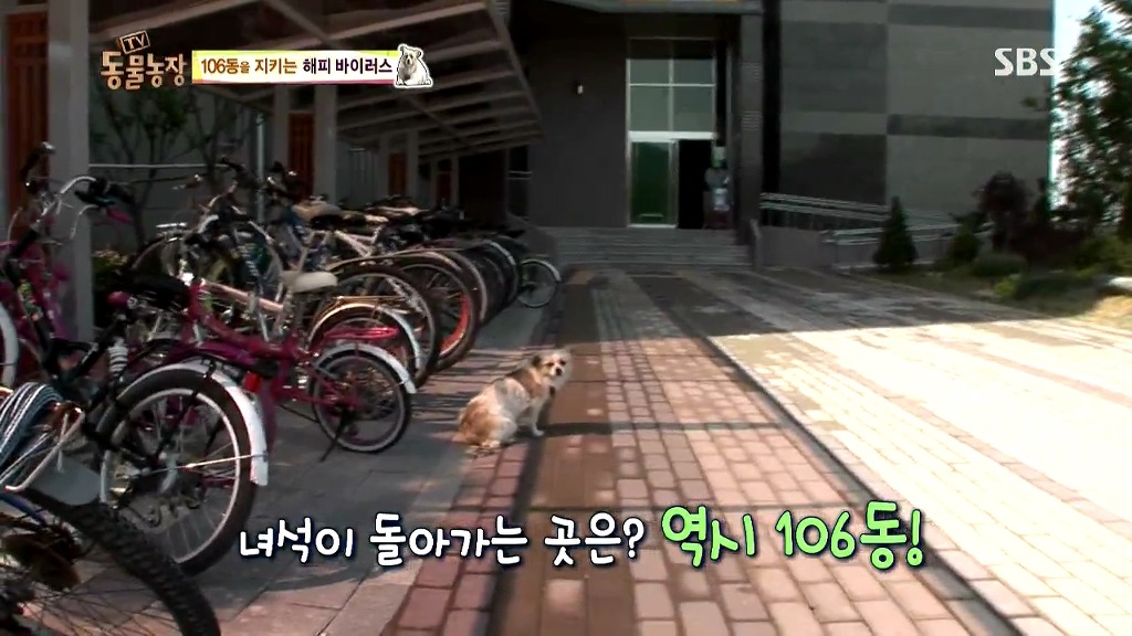 [동물농장] 106동 주민들이 키우는 강아지 | 인스티즈