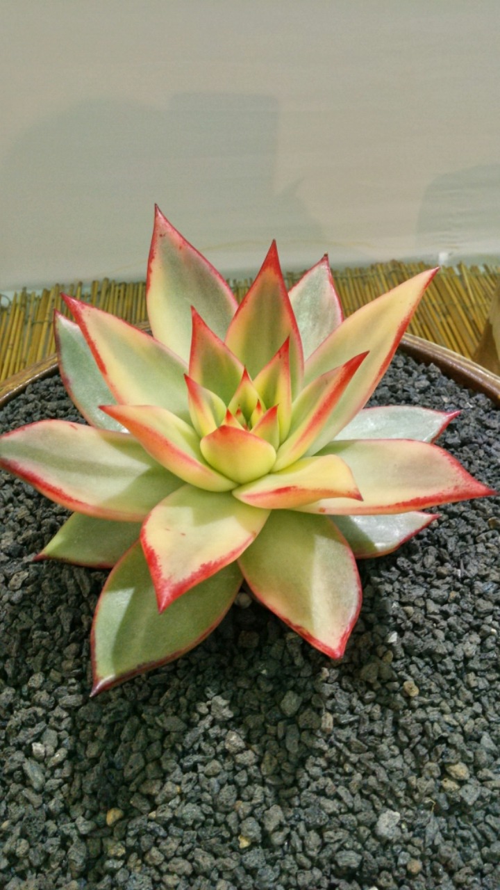 슈라 이미지