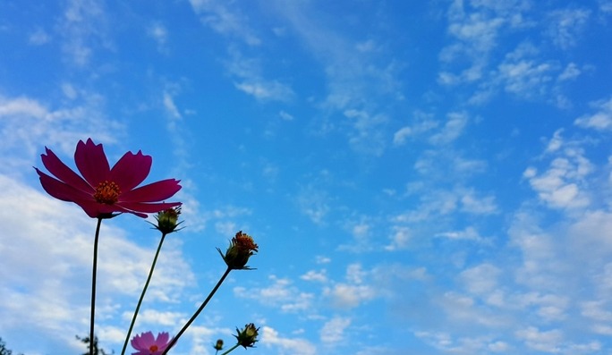 코스모스 이미지