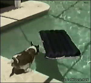 밸런스를 중시하는 개.gif | 인스티즈