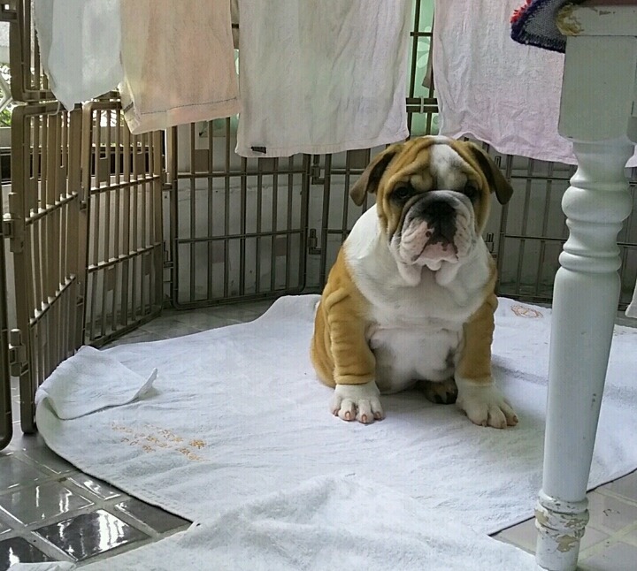 오드리 이미지