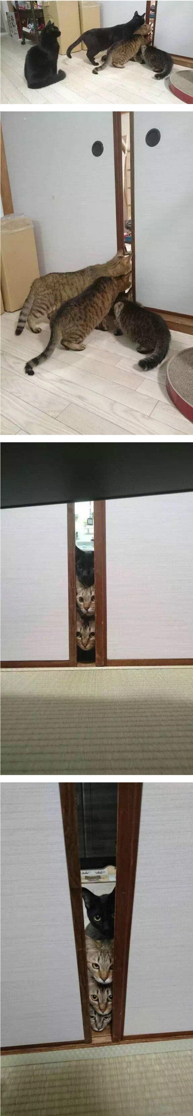 신혼부부들이 키우는 고양이 | 인스티즈