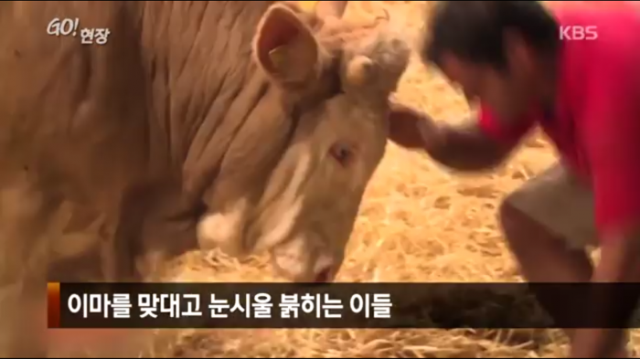 고마움을 표현하는 소.jpg | 인스티즈