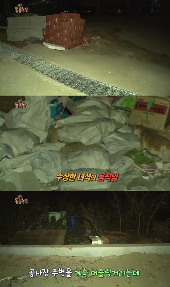 [동물농장] 매일 장갑 물어오는 고양이 (사랑스러움주의/스압주의) | 인스티즈