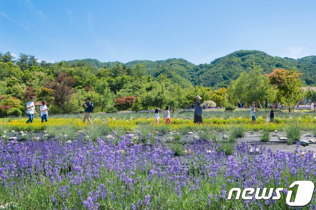 라벤더 이미지