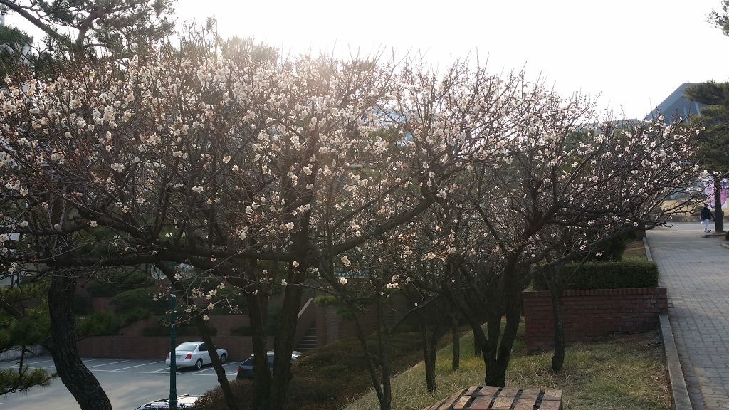 청춘쭈꾸미 이미지