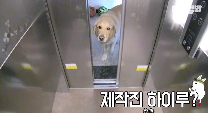 골든리트리버 조심하세요 | 인스티즈