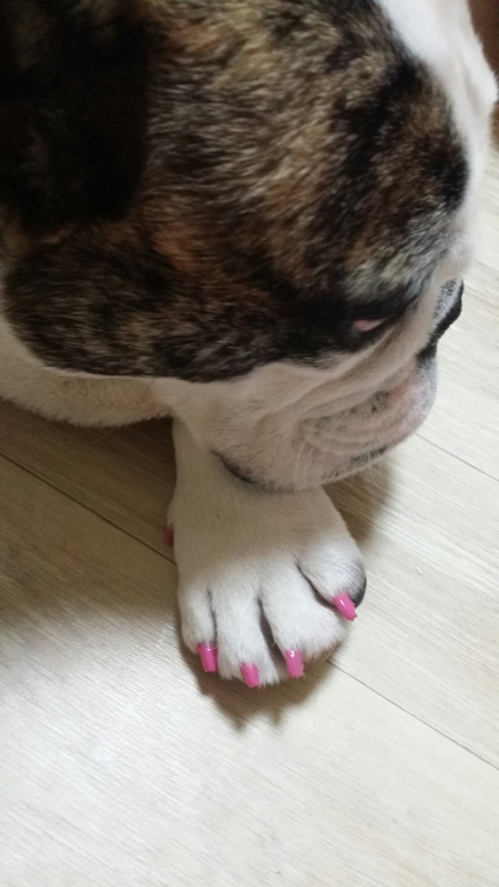 애몽 이미지
