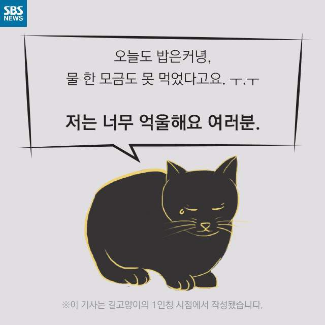 뚱뚱한 길냥이들의 진실 | 인스티즈