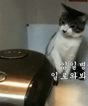 [데이터주의] 고양이-고양이-고양이-고양이-고양이-Cat.gif | 인스티즈